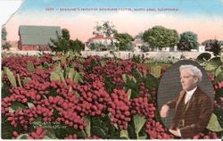 Field of fruiting Burbank spineless cactus with wooden fence and barn and houses beyond, about 1908