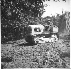 Ivan Roberts on an Oliver OC4 tracklayer tractor in an apple orchard with a large stack of wood props