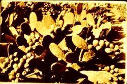 Burbank spineless cactus with fruit on cactus leaf
