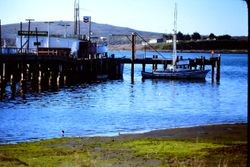 Pier at Bodega Harbor, 1976