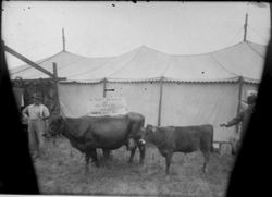 Gravenstein Apple Show, about 1915 in Sebastopol, showing two men and a cow and her calf with exhibition tent behind