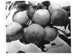 Identification of Luther Burbank nectarine hybrid from the Gold Ridge Experiment Farm, August 1929