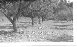 Apple orchard on the Taylor property on Taylor Lane, west of Occidental, California in 1942