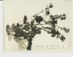 Identification of Luther Burbank blueberry hybrid from the Gold Ridge Experiment Farm--Burbank blueberries on shrub, dated 5-30-1931