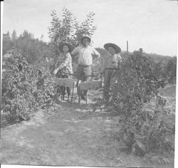 Cornelia "Bunni" Myers, Charles Myers and a friend or relative on right identified as Marion picking berries