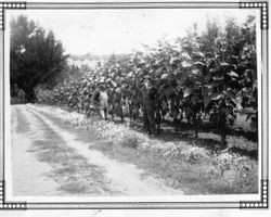 F. J. Riddell and a worker named Blackie stand beside a planted field or orchard