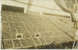 1910 Gravenstein Apple Show display of boxes of apples of George Ross, Forestville