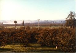 View from the Hallberg family home at 2597 Gravenstein Highway North, before the Hallberg fruit stand and bakery was built in 1982