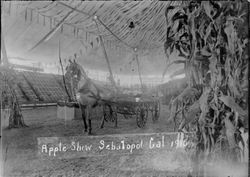 Gravenstein Apple Show exhibit 1915 in Sebastopol, showing a horse and buggy display with apple boxes in background