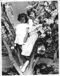 Sebastopol Apple Blossom Princess Meridith Shelton and two unidentified princesses, about 1951