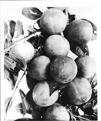 Plums XX-10 (E.T.) June 25th on a branch, July 1929