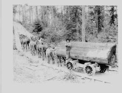 Charles Hamilton next to horses at either Charles Fuller's or Melvin Meeker's logging operation