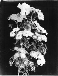 Phlox with black background, July 20, 1926