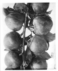 Plums on a branch--Plums K-22 Aug 1929, Elephant Heart