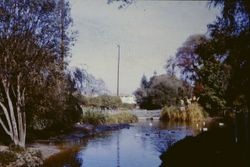 Ducks in Ives Park pond, Sebastopol, about 1965