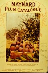 Maynard Plum catalog with caption: " The Great Originator Luther Burbank and his Grand Plum Maynard"