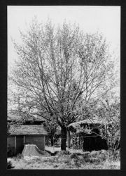 Royal Black Walnut selected seedling in Santa Rosa, California, May 20, 1930