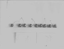 Identification of Luther Burbank cherry hybrid from the Gold Ridge Experiment Farm--a row of single "Black Oval (house tree)" cherries