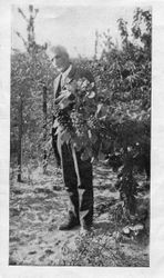 Luther Burbank tending grapes, 1920s