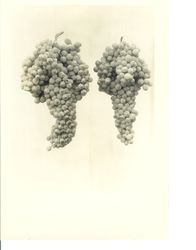Identification of Luther Burbank grape hybrid from the Gold Ridge Experiment Farm--grapes, 2 individual clusters, identified as AA-2, about 1930