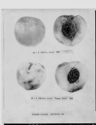 Identification of Luther Burbank peach hybrid from the Gold Ridge Experiment Farm--two Burbank peaches (00-6 and "Lemon Muir" AA-5), whole and halved, dated September 6