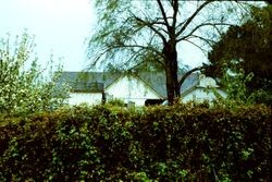 New barn at 8901 Barnett Valley Road, Sebastopol, California, 1983