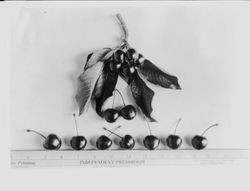 Identification of Luther Burbank cherry hybrid from the Gold Ridge Experiment Farm--seven cherries (Best of 1908 (H-2,3,4,5,7 and 9)) with two clusters and leaves above them and ruler below