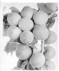 Plums XX-6,7 "Marie" "July 20" on a branch, July 2, 1929