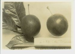 Two plums "L-33" (north branch) with ruler at bottom
