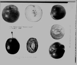 Plums and prunes--specimen sheet whole and halves, about 1928