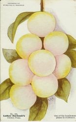 Luther Burbank's Golden Plum