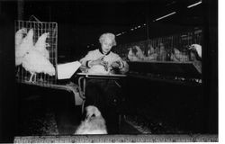 Anne Cherney seated in at a desk with a chicken in the poultry barn at her chicken ranch on Burnside Road
