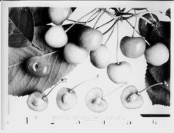 Identification of Luther Burbank cherry hybrid from the Gold Ridge Experiment Farm--cherry clusters (Burbank Cherry, I-7) and halved cherries, May 28, 1931