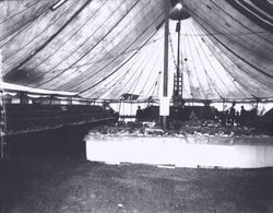 Gravenstein Apple Show, about 1930, with an apple displays under the tent