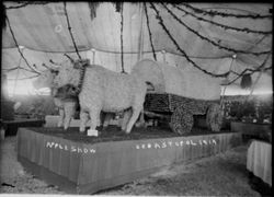 Gravenstein Apple Show exhibit, about 1915 in Sebastopol, showing display of two oxen pulling a covered wagon at the apple fair