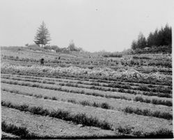 Luther Burbank's Gold Ridge Experiment Farm cottage in Sebastopol, 1920s