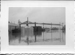 Flooded streets of east Sebastopol around the Sebastopol Road and Laguna area by the Barlow apple processing plant, 1951