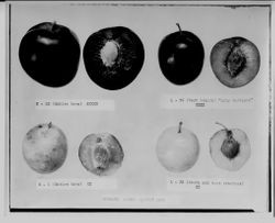 Burbank plums, August 12th, about 1930