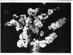 Burbank Peach, double flowering from Burbank Gold Ridge Experiment Farm, March 10, 1931