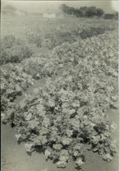 Field of Petunias with unidentified houses in background