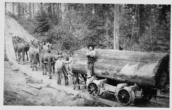 Loggers with team, Coleman Valley, 1890s