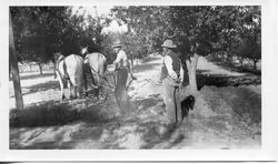 Oscar Hallberg behind two hitched horses working the Hallberg orchard with his father John Hallberg standing to the side, 1915