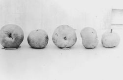 Bergen pears--separated and horizontal