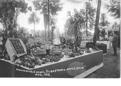 1912 Gravenstein Apple Show display by the town of Healdsburg shows a table with apples and fruit