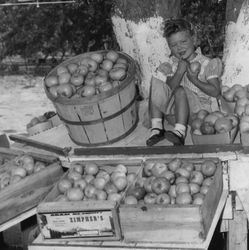 Eileen Zimpher (Keyser) with apples at the Zimpher fruit stand on Gravenstein Highway, 1957 or 1958