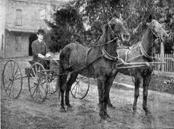 J. P. McDonell holds the reins to his prize horses, Queen and Princess, about 1910