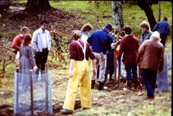 Planting plum trees at The Luther Burbank Gold Ridge Experiment Farm Cottage, during restoration, 1983