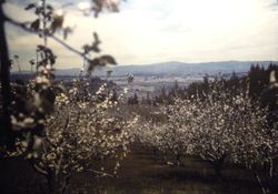 Panorama view looking east of an apple orchard in bloom near Sebastopol