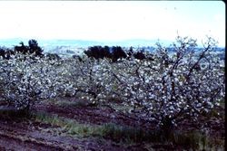 West Sonoma County apple orchard in bloom, 1991