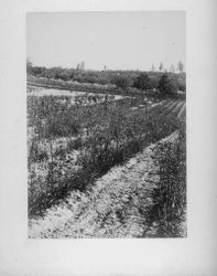 Luther Burbank's Gold Ridge Experiment Farm in Sebastopol with rows of lilies